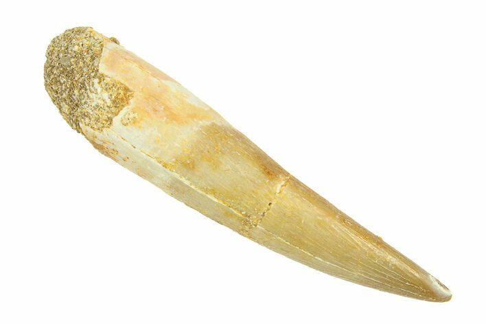 Fossil Plesiosaur (Zarafasaura) Tooth - Morocco #293234